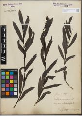 Foto von Salix purpurea L.